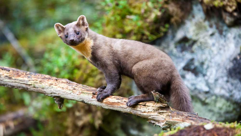 The best sale marten animal